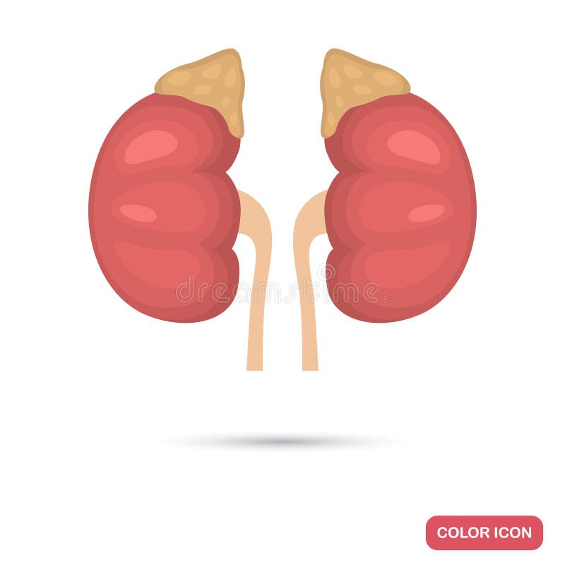 Cynaderki adrenal gruczoły i osoba barwią płaską ikonę ilustracja wektor Cynaderki adrenal gruczoły i osoba barwią płaską ikonę ilustracja wektor