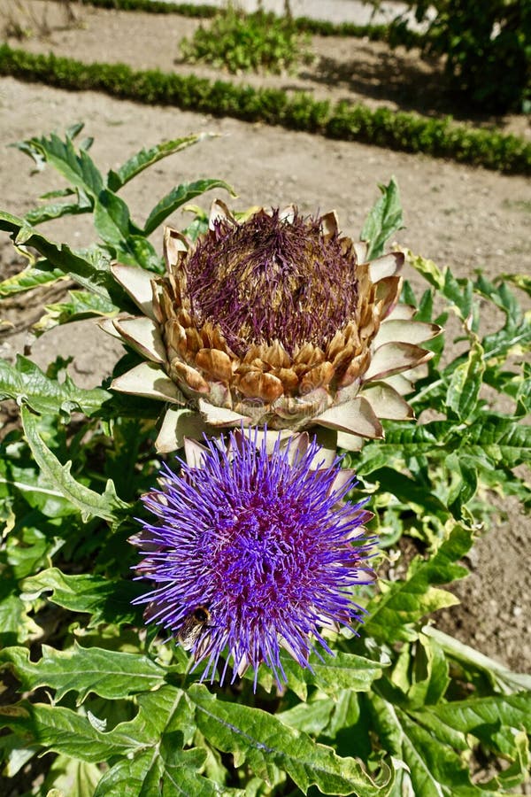 Cynara, Flower, Plant, Artichoke Thistle Picture. Image 116268280