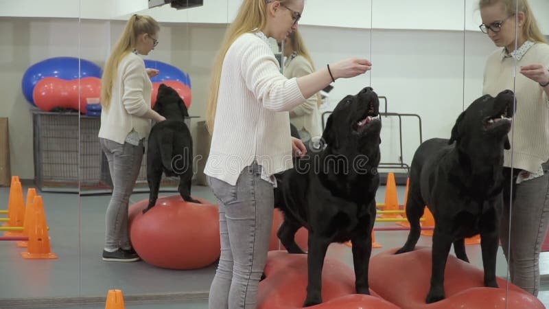 Cynologist forme Labrador dans le gymnase près du miroir