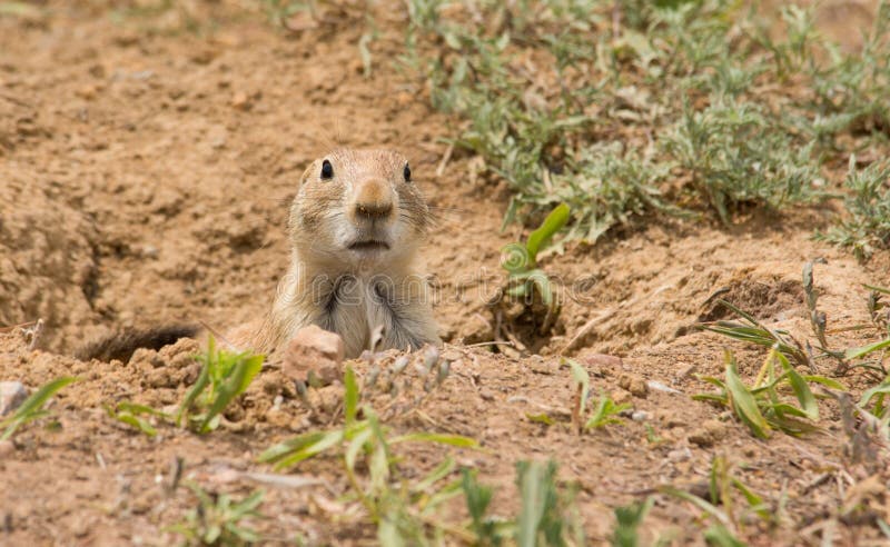 Cynomys ludovicianus, Black-tailed Prairie Dog