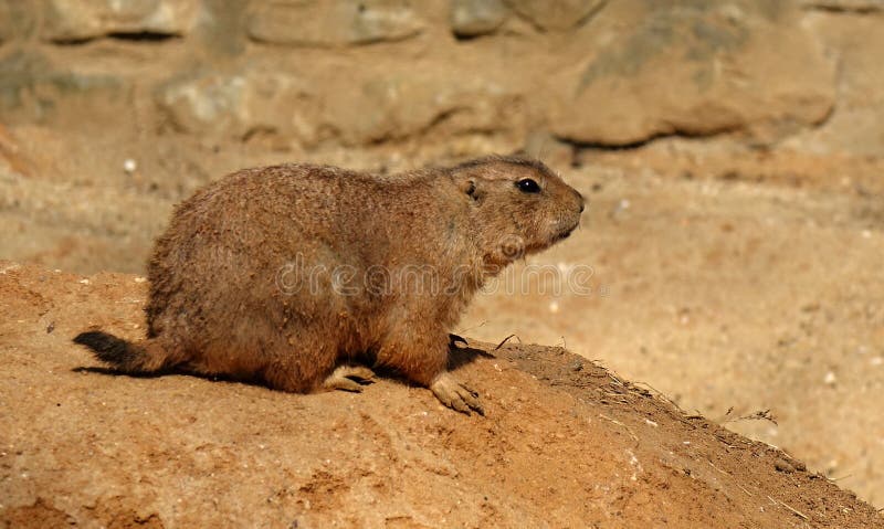 Cynomys ludovicianus on a rock royalty free stock photography Cynomys ludovicianus on a rock royalty free stock photography