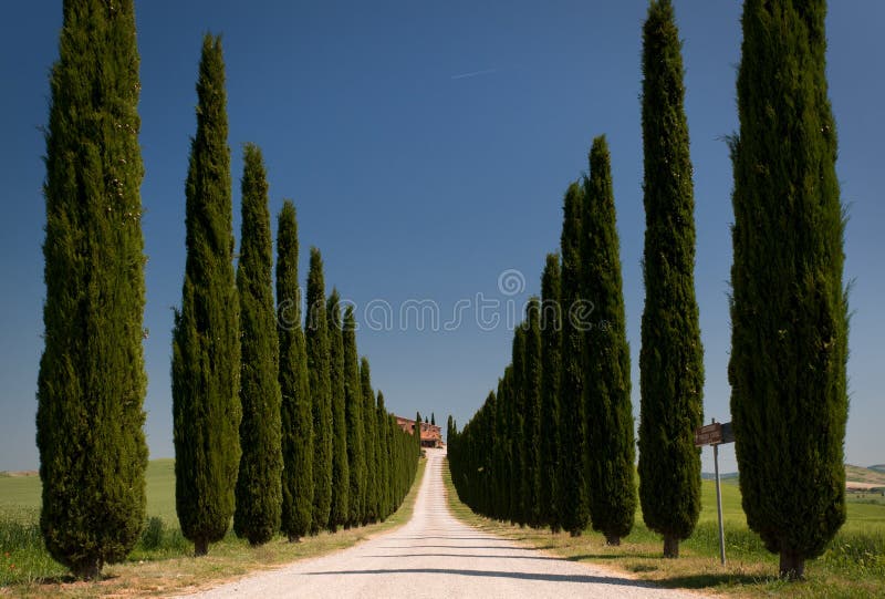 Cypress alley