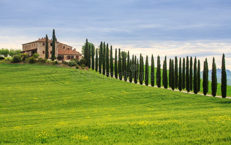 Cypress Alley stock photography Cypress Alley stock photography