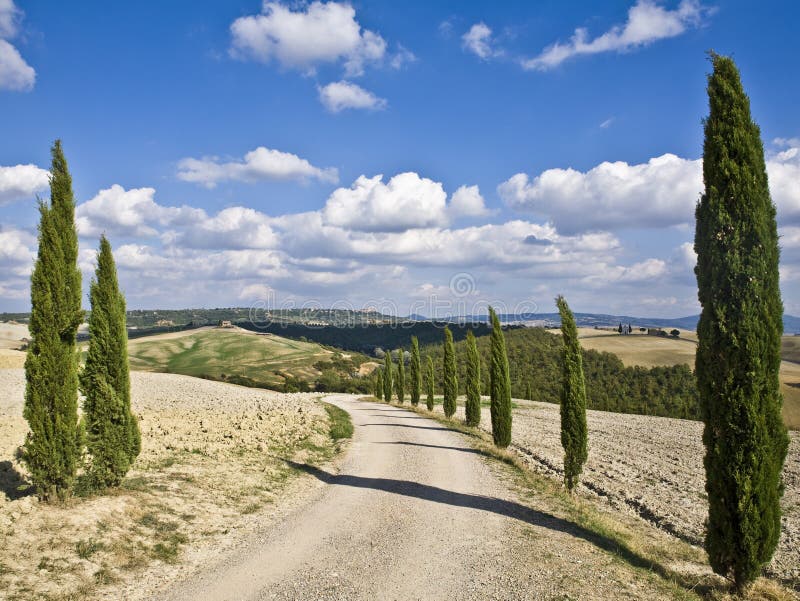 Cypress alley