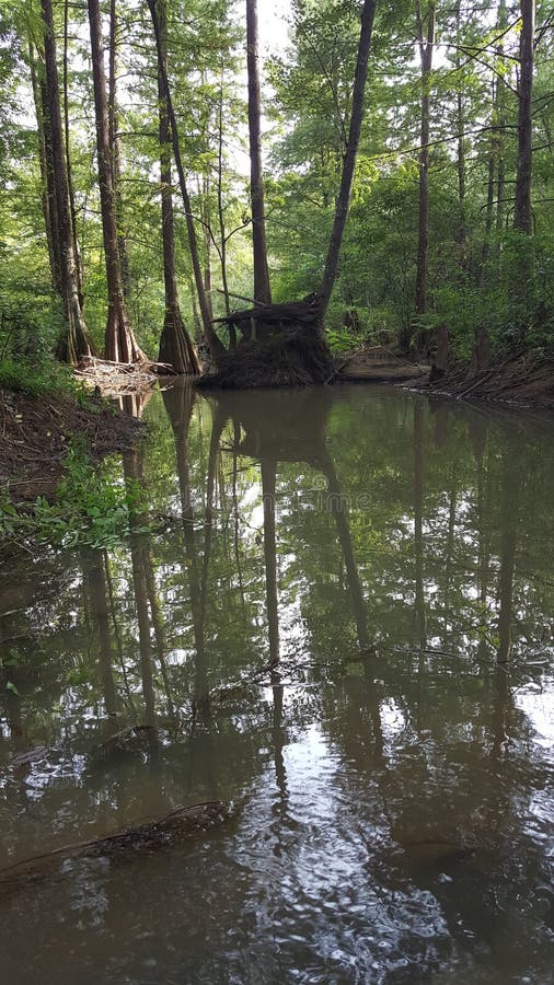 Cypress Creek Running Through A Rough Terrain In A Dark Rainforest With