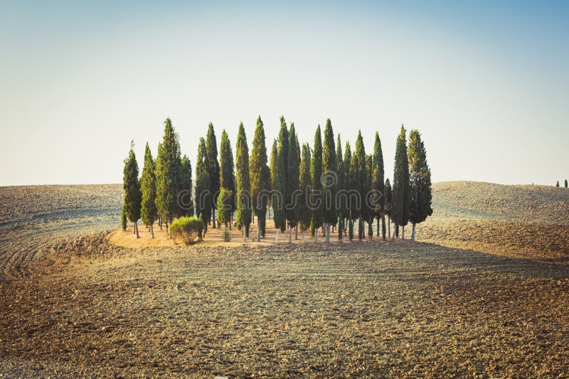 Cypress garden on a hill among empty rolling fields in Tuscany