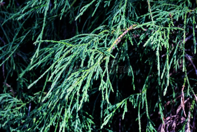 Cypress green branches close up, macro photo