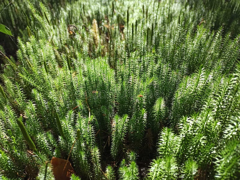 https://www.dreamstime.com/cypress-leaved-plait-moss-closeup-hypnum-cupressiforme-growing-forest-dense-vegetation-thickets-sunny-day-wood-beautiful-image262547118