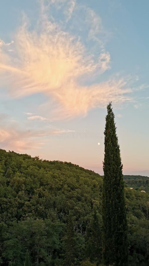 Cypress, Moon and Light Pink Clouds Stock Photo Image of night, lune