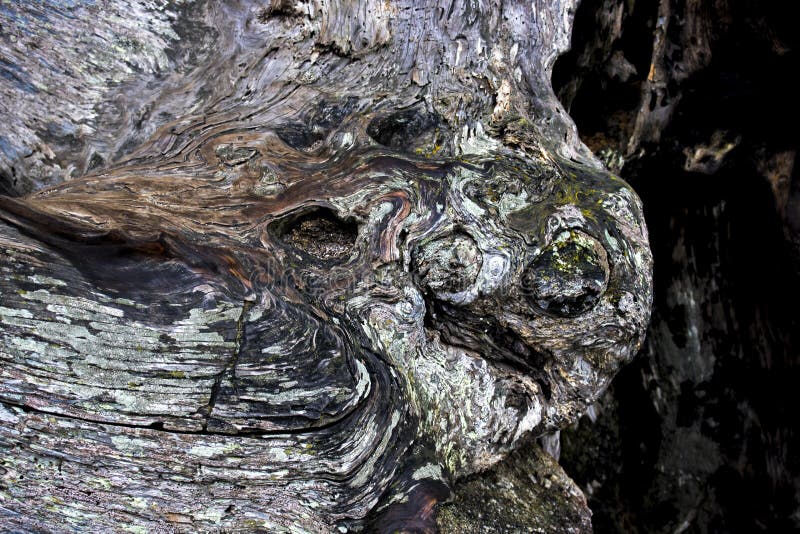 Cypress tree bark wood with colors and textures in twists and curves. Cypress tree bark wood with colors and textures in twists and curves