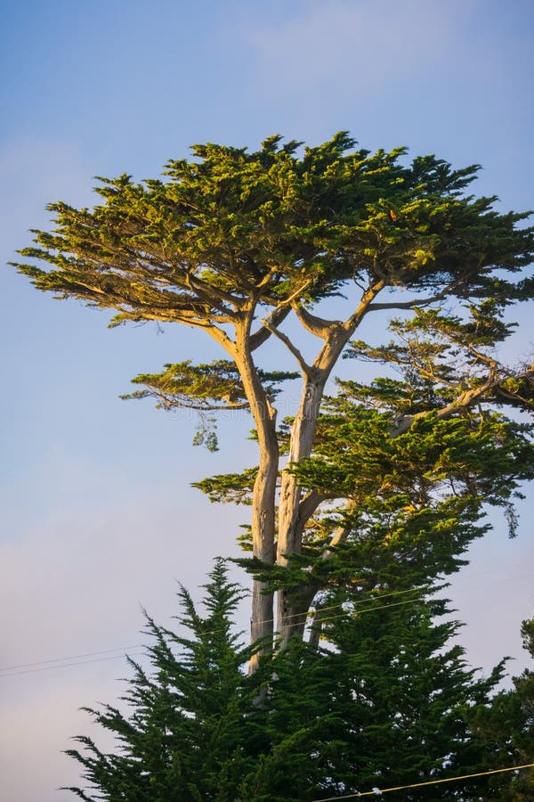 Tall Cypress Tree, Half Moon Bay, California Stock Photo Image of