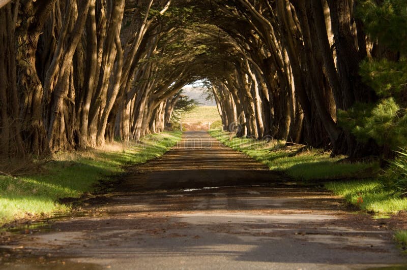 Tunel cypress stromy v Pt.