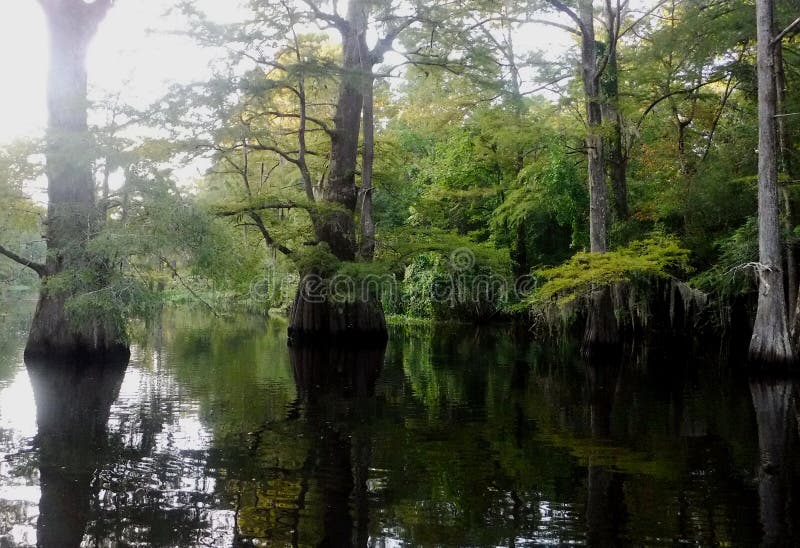 Cypress Trees on the Bayou stock photo. Image of bayou 157591718
