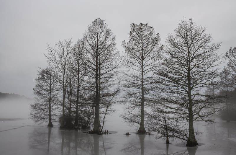 Cypress Trees Frozen in Ice and Shrouded in Fog