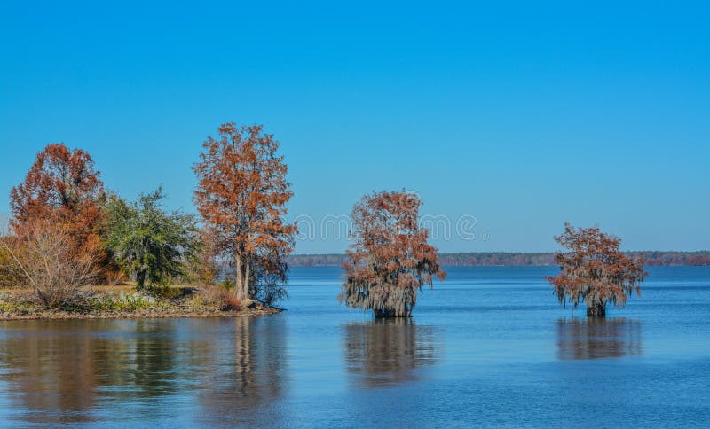 Cypress Trees with Spanish Moss growing on them. In Lake Marion at Santee State Park, Santee, Orangeburg County, South Carolina