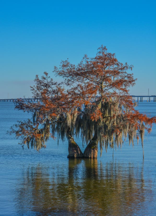 Cypress Trees with Spanish Moss growing on them. In Lake Marion at Santee State Park, Santee, Orangeburg County, South Carolina