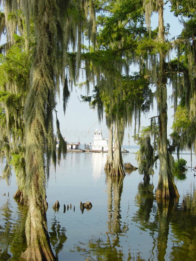 Cypress Trees4 immagine stock libera da diritti Cypress Trees4 immagine stock libera da diritti