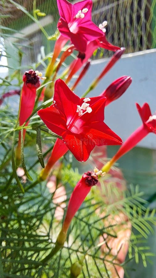 Cypress Vine, Cardinal Vine, Cardinal Creeper Stock Image Image of
