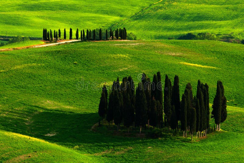 Cypressdunge i ängen Grönt sommaränglandskap Sommar i fälten Idyllisk sikt av bergig jordbruksmark i Tuscany i bea arkivbild
