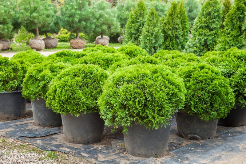 Cypresses plants in pots on nursery