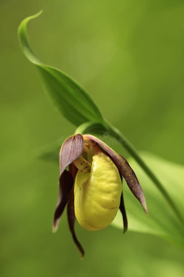 Cypripedium calceolus. This orchid is found in the Czech Republic at approximately 100 localities.