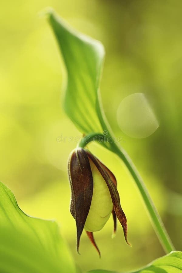 Cypripedium calceolus. This orchid is found in the Czech Republic at approximately 100 localities.