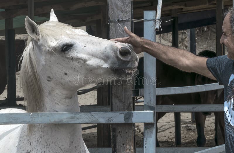 CYPRUS, Akdeniz-Dorp - 10 JUNI, 2019: Close-upportret van een wit paard die zich in een box bevinden Mens die een huisdier strijk stock foto CYPRUS, Akdeniz-Dorp - 10 JUNI, 2019: Close-upportret van een wit paard die zich in een box bevinden Mens die een huisdier strijk stock foto