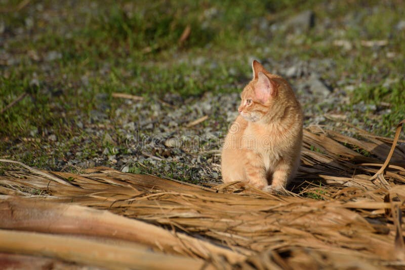 Cyprus cat stock image. Image of cute, larnaca, wilde 78326055
