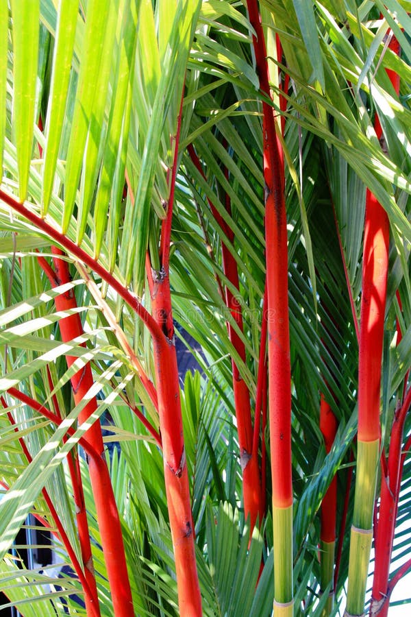 Cyrtostachys Renda or Lipstick Palm Stock Image Image of leaves