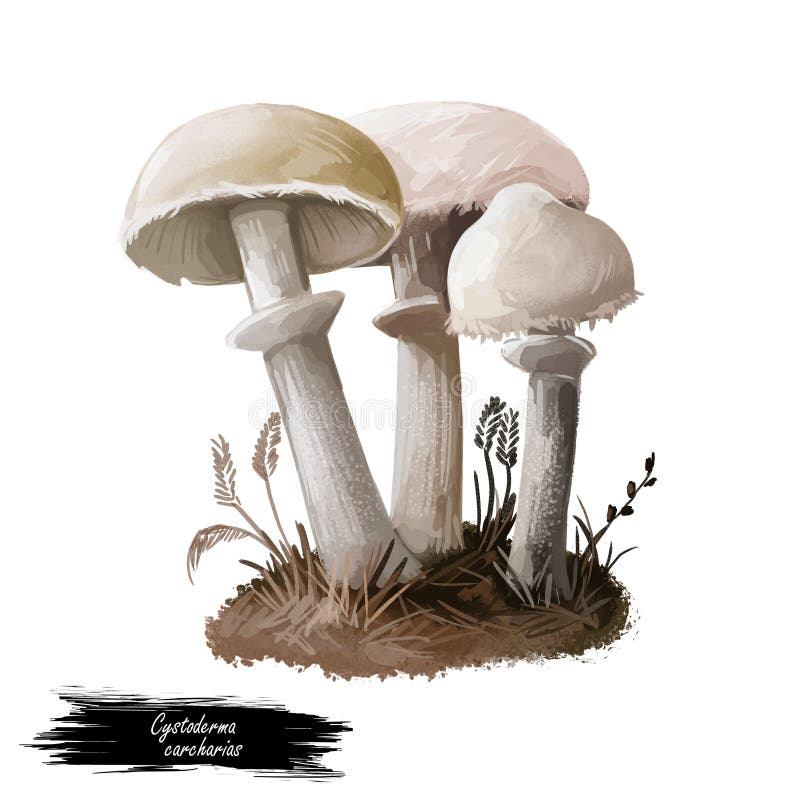 Cystoderma carcharias mushroom closeup digital art illustration. Boletus has off white and pale tinged cap with ring. Mushrooming season, plant of gathering plants growing in woods and forests