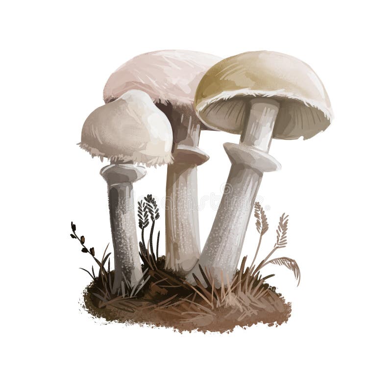 Cystoderma carcharias mushroom closeup digital art illustration. Boletus has off white and pale tinged cap with ring. Mushrooming season, plant of gathering plants growing in woods and forests