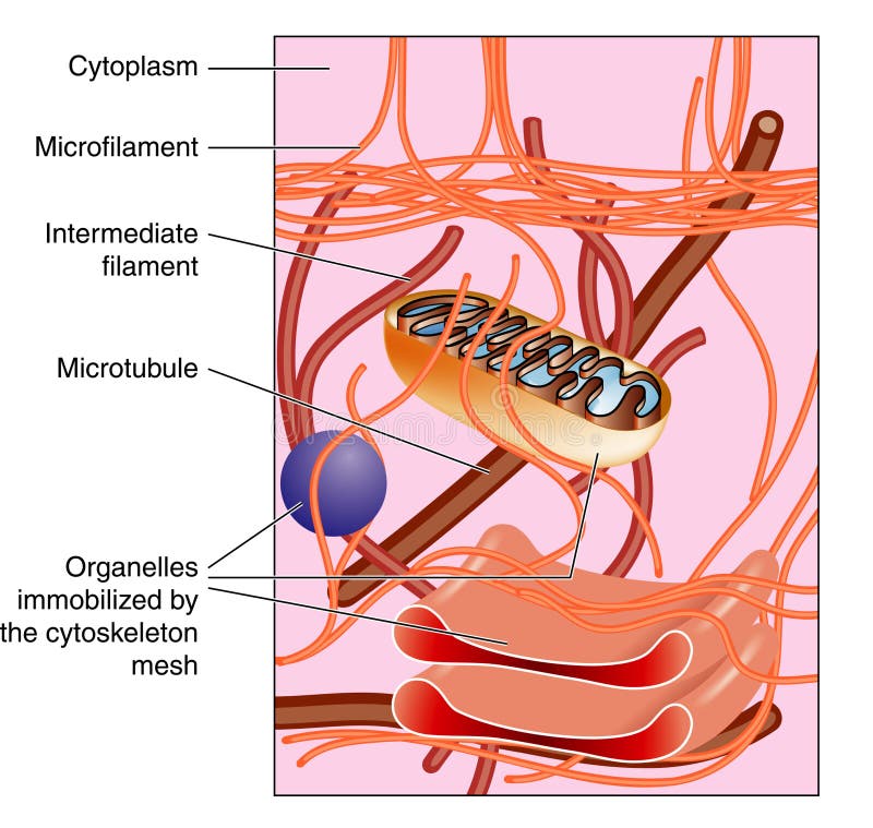 Da cellula quale modulo un diventare limite secondo.