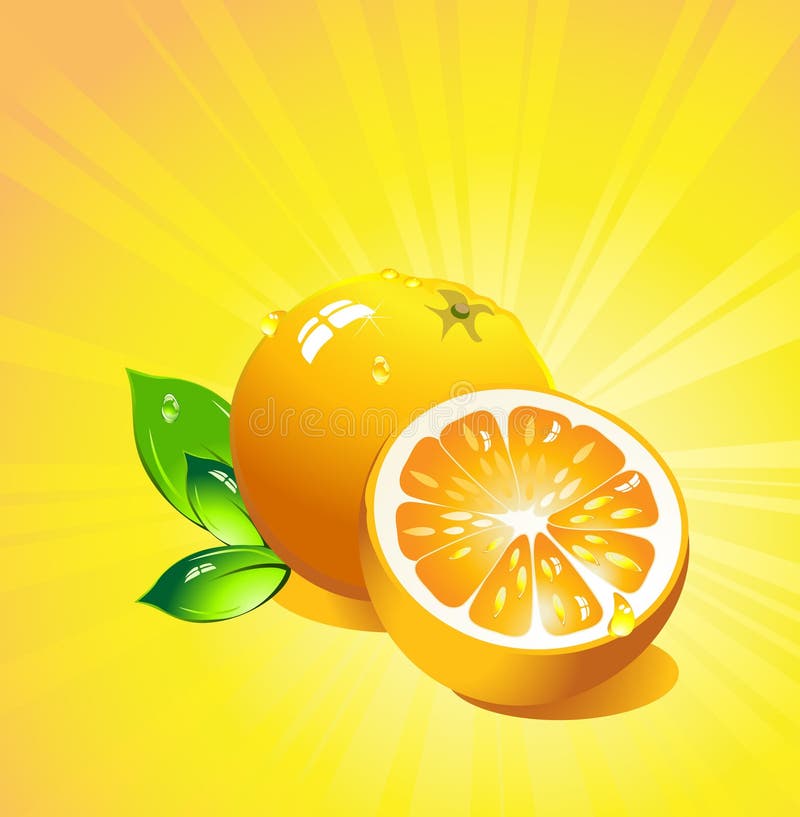 Cytrusa owoc pomarańcze wektor