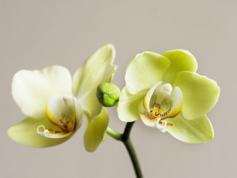 Cytryny orchidei gałąź na odosobnionym tle zdjęcie stock Cytryny orchidei gałąź na odosobnionym tle zdjęcie stock