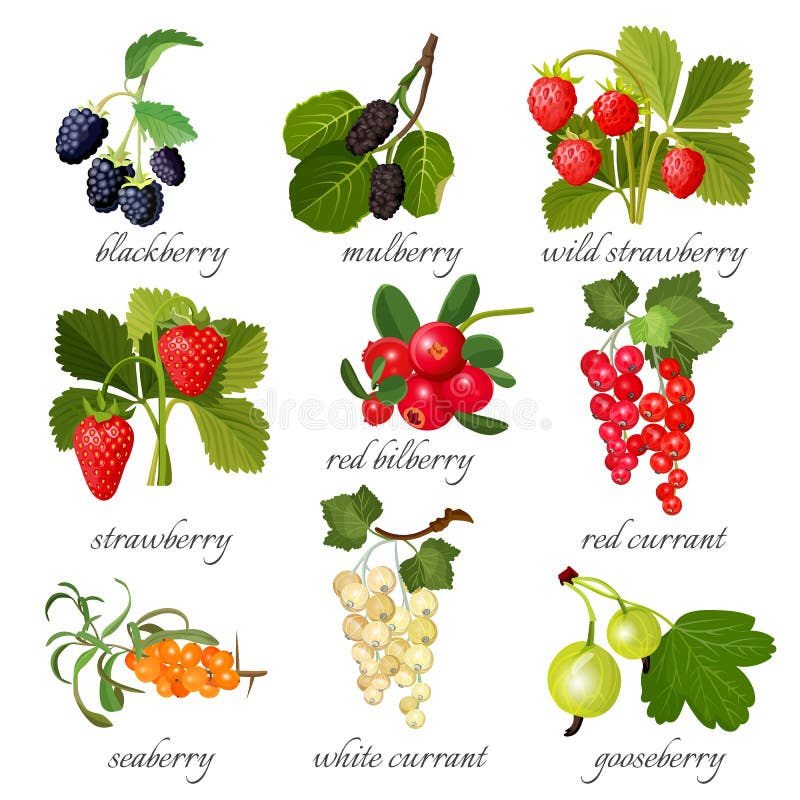 Czarna morwa i, dzika truskawka, czerwona borówka, rodzynek, seaberry ilustracja wektor Czarna morwa i, dzika truskawka, czerwona borówka, rodzynek, seaberry ilustracja wektor