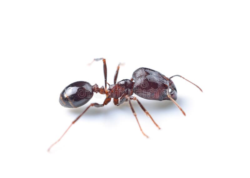 The black ant on white background. The black ant on white background