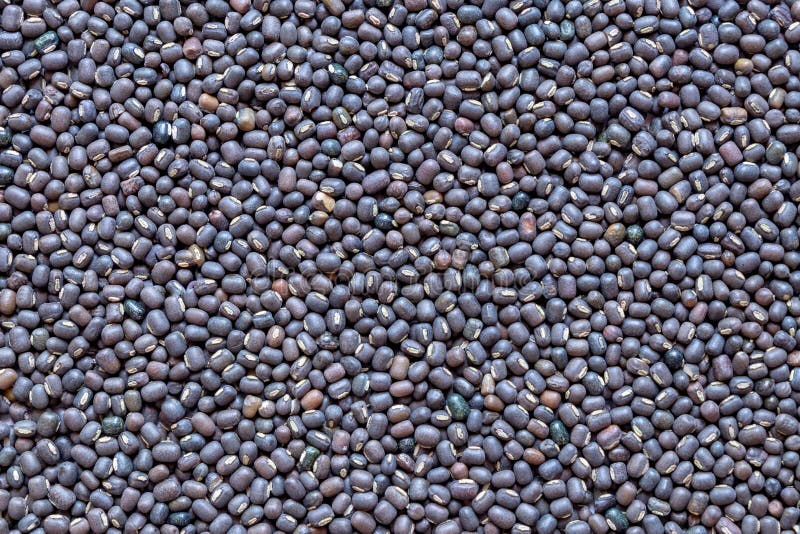 Czarne Gramowe soczewicy Dal lub Skinned Urad, zbli?enie zdjęcia royalty free Czarne Gramowe soczewicy Dal lub Skinned Urad, zbli?enie zdjęcia royalty free