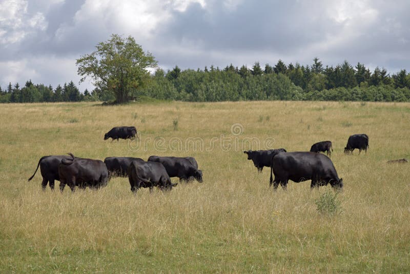 Black cows are grazing on the meadow. Beef cattle on the pasture. Black cows are grazing on the meadow. Beef cattle on the pasture