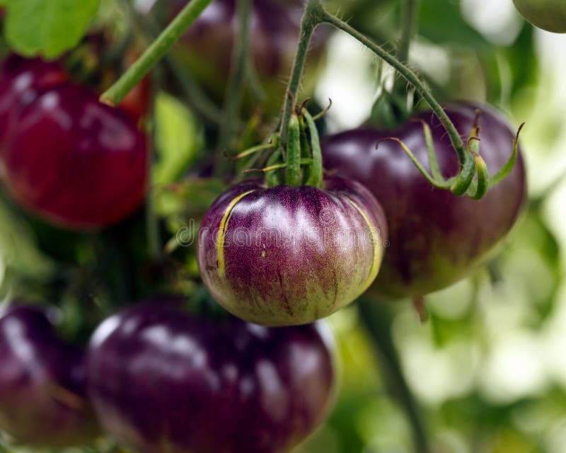 Czarne pomidory piękne uprawiające ekologicznie szklarnię