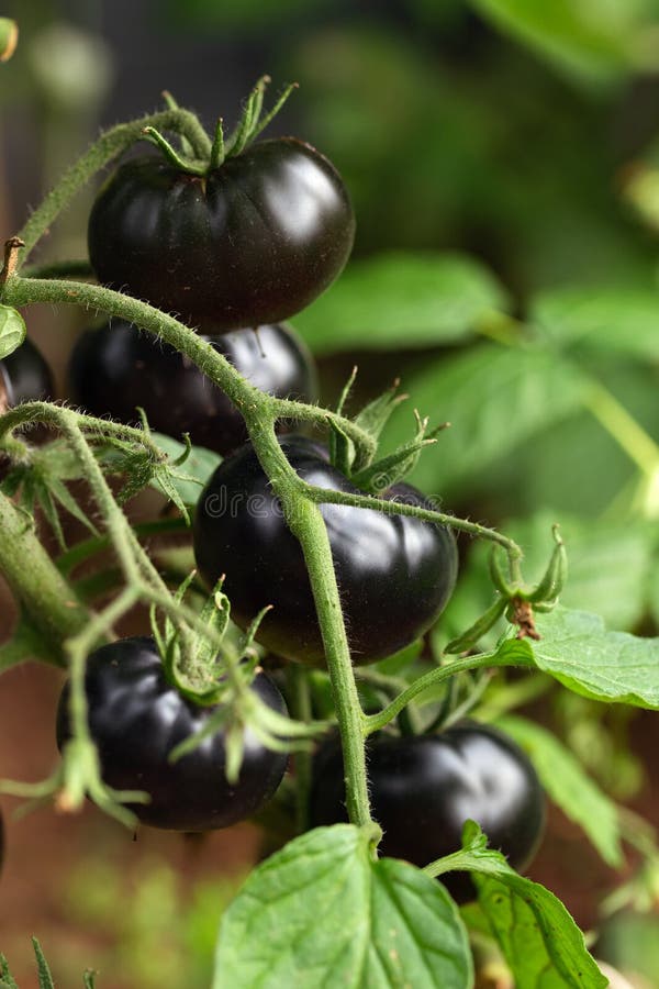 Czarne pomidory piękne uprawiane ekologicznie w warzywnym plasterku ogrodzie kuchennym