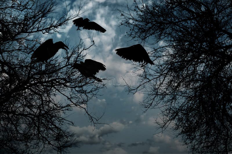 Black crows in forest. Fantasy world. Black crows in forest. Fantasy world