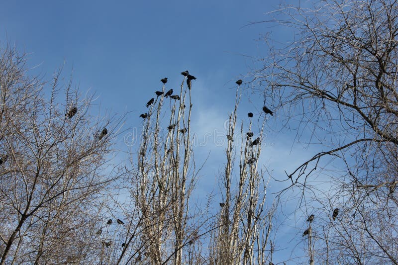 Black crows on high trees in spring season against the background of blue sky. Black crows on high trees in spring season against the background of blue sky