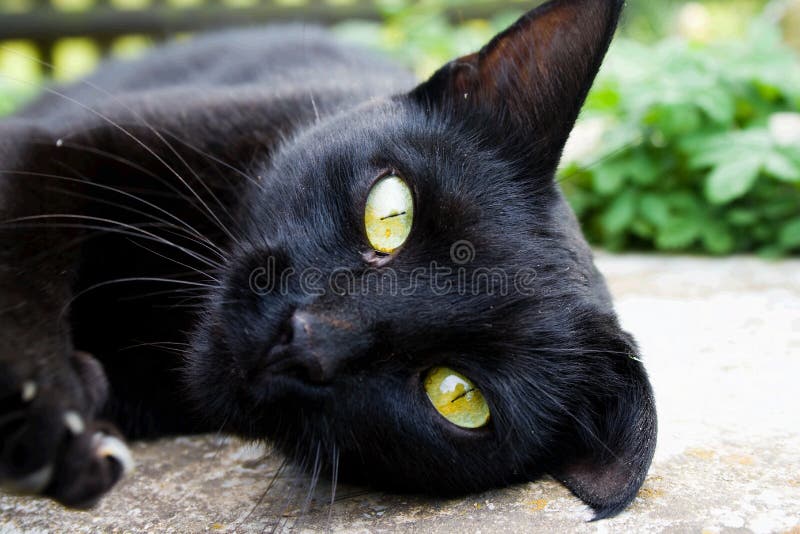 Czarnego kota, żółte oczy gapienia