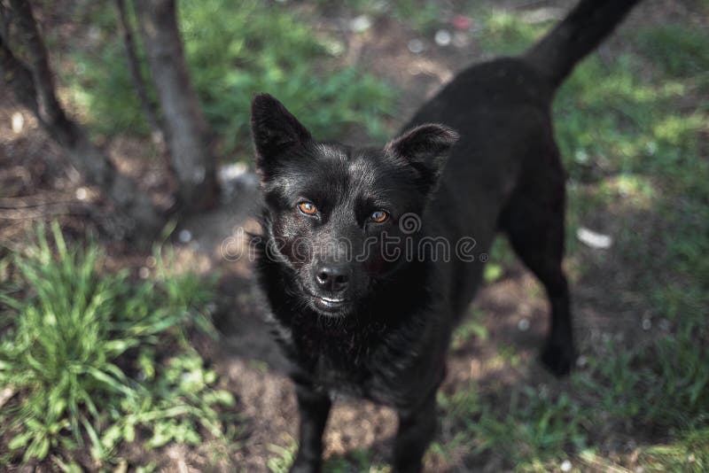 Czarnego psa metis patrzeje in camera fotografia stock