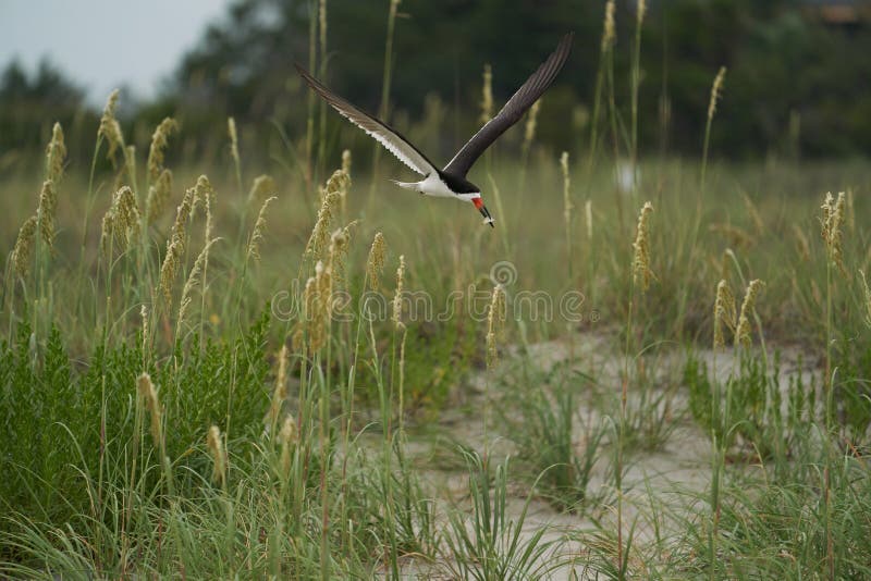 An adult black Skimmers flies over Wrightsville Beach in Wilmington, North Carolina, during the summer breeding season. Adults carry fish to their young chicks that nest on the beach. An adult black Skimmers flies over Wrightsville Beach in Wilmington, North Carolina, during the summer breeding season. Adults carry fish to their young chicks that nest on the beach.