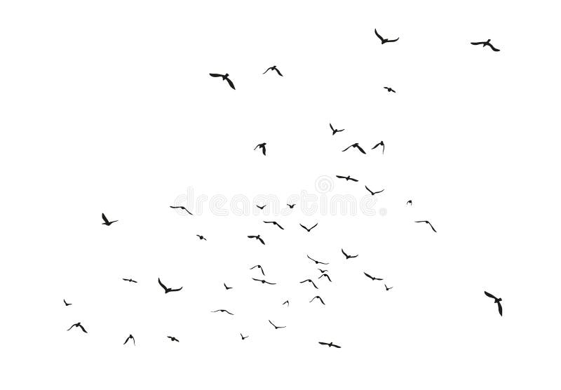 Czarni wektorowi latający ptaki gromadzą się sylwetki odizolowywać na białym tle