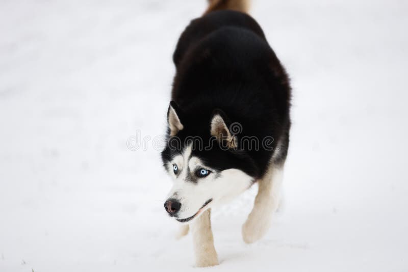 Czarno biały błękitnoocy husky stojaki w spojrzeniach i śniegu Po obraz royalty free Czarno biały błękitnoocy husky stojaki w spojrzeniach i śniegu Po obraz royalty free