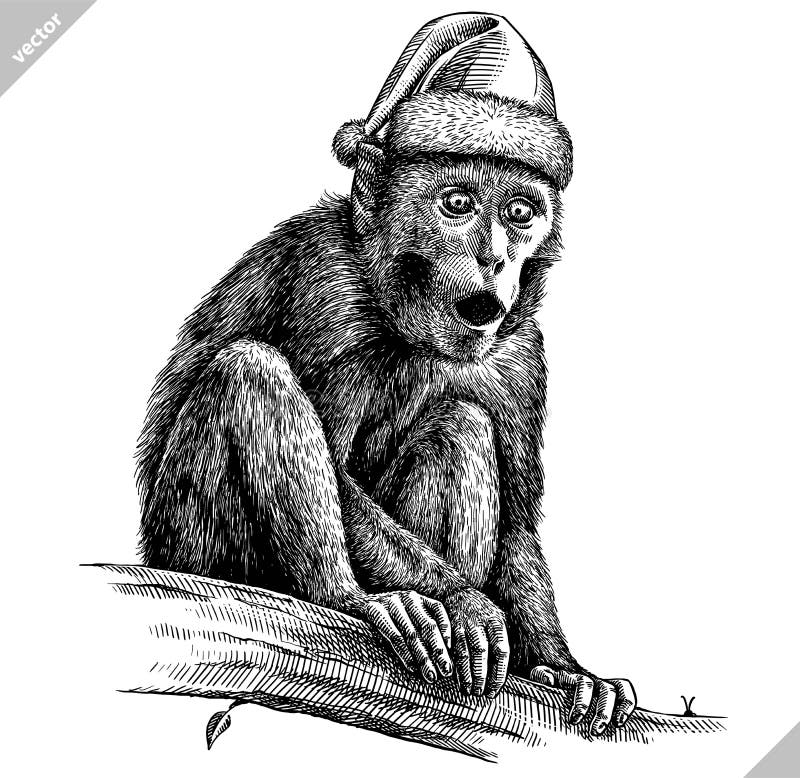 Czarno-biały grawerowany, izolowany wektor małpy ilustracja ilustracja wektor