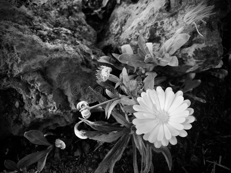 Czarno-biały obraz kwiatu marigold. angielski marigold rosnący w szczelinie kamienia. nowa zelandia. zdjęcia stock