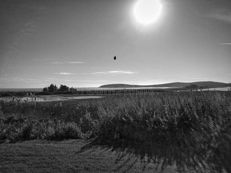 Czarno-biały obraz zatoki bodega z latającym jastrząbem